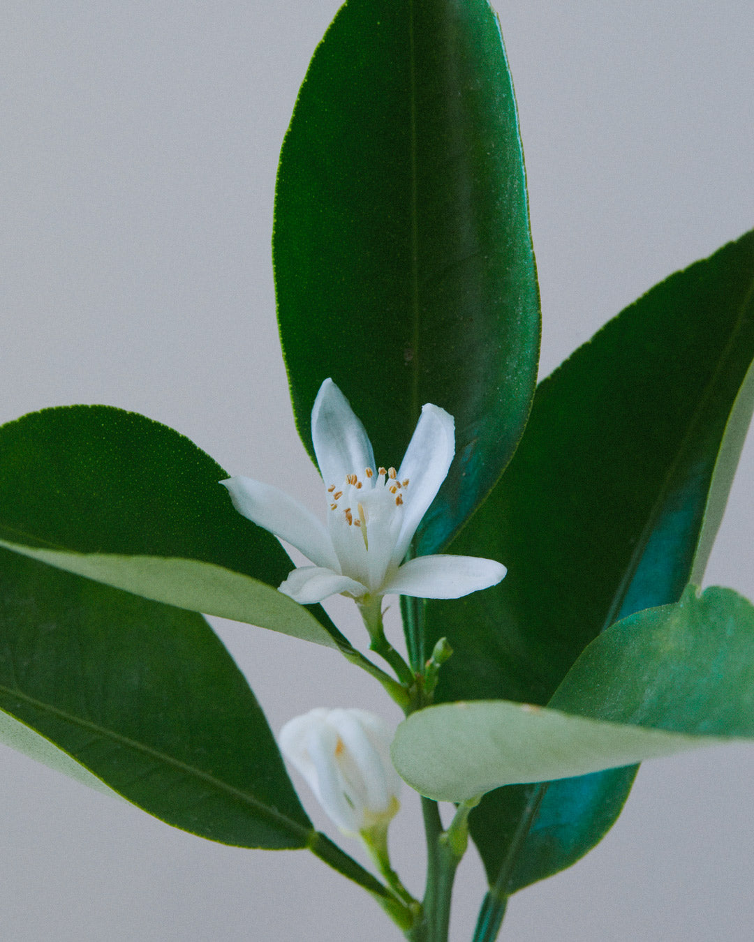 Fleur d'oranger