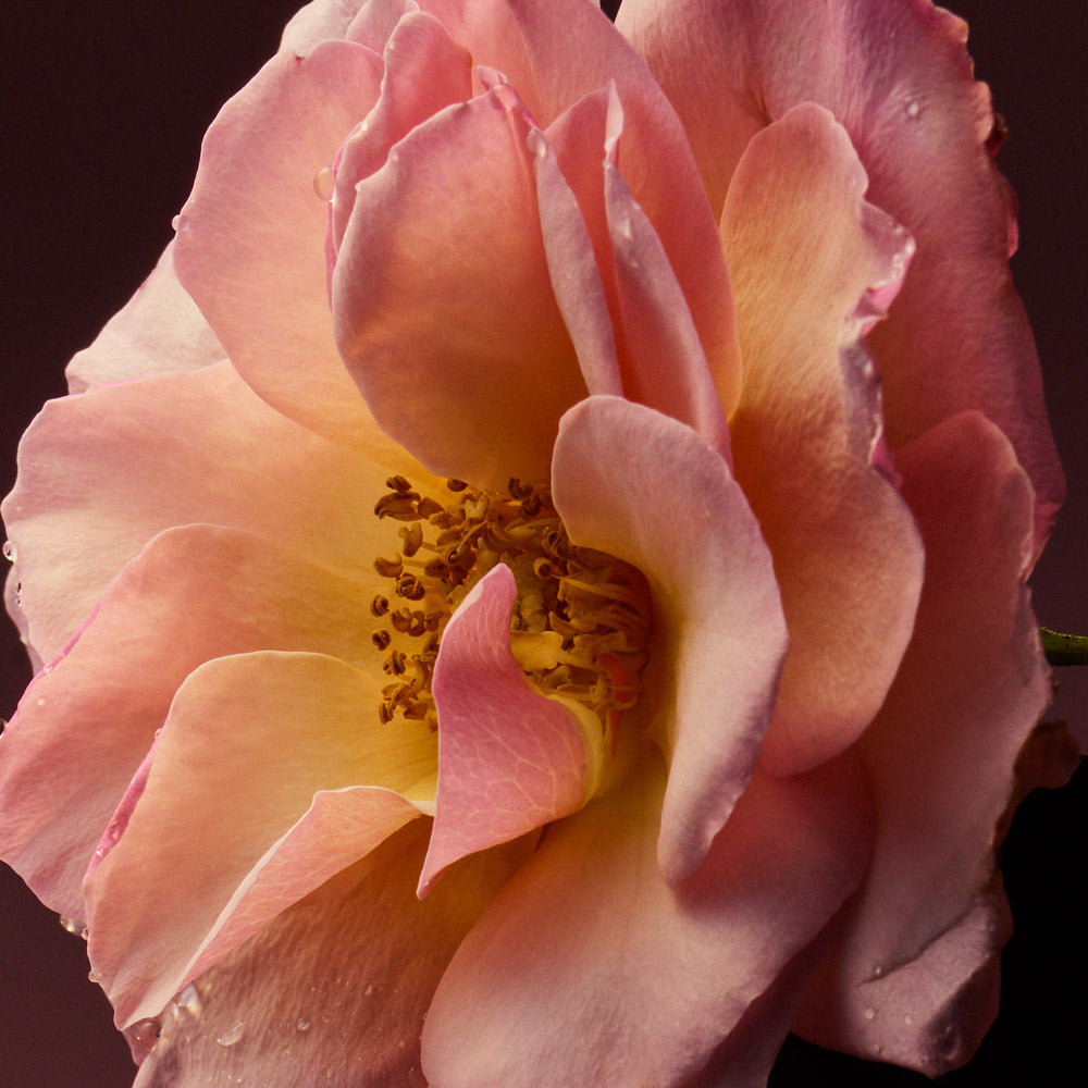 A UNIQUE OLFACTORY STRUCTURE