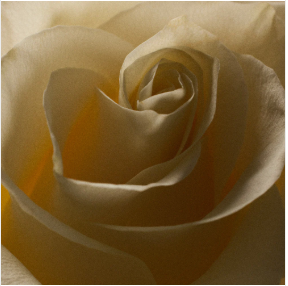 La rose