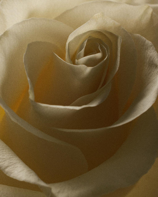 La Rose, symbole universel de l'Amour