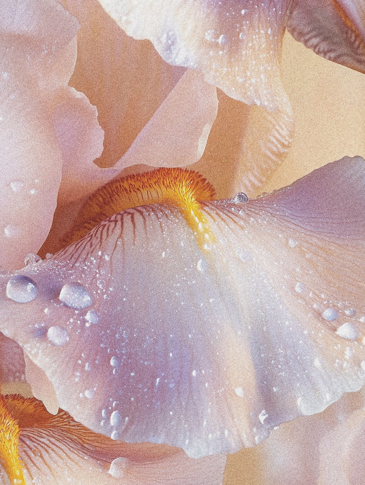 LES PARFUMS À L'IRIS