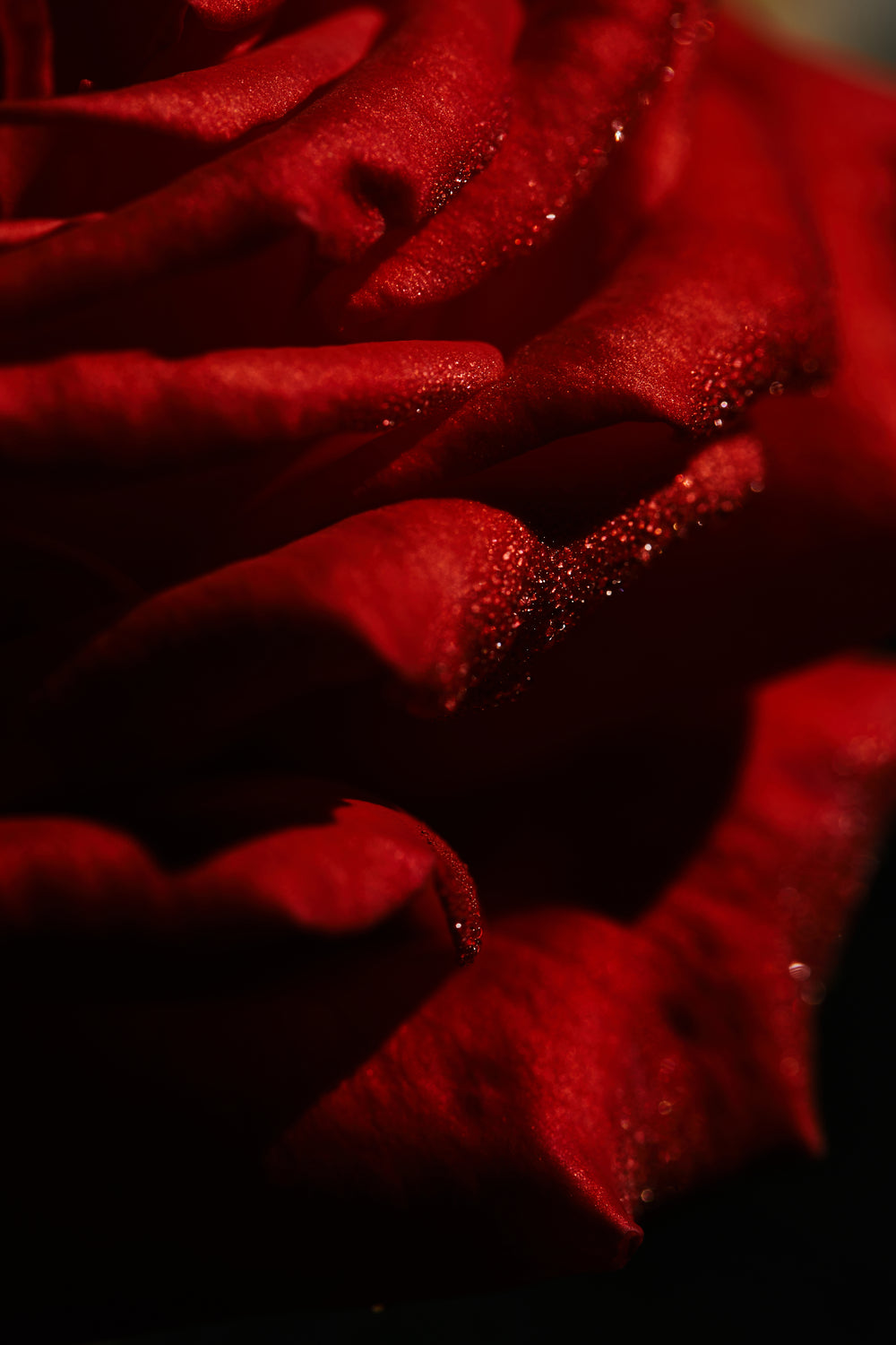 Les Origines Mythologiques de la Rose