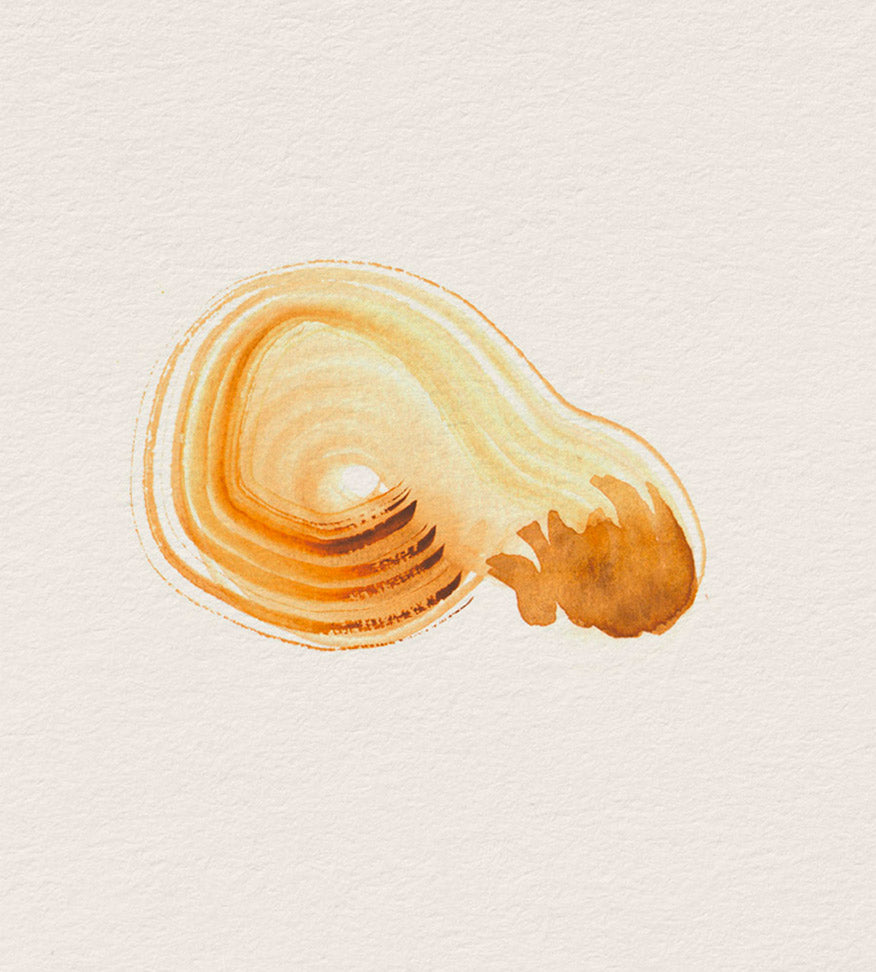 LE VÉTIVER