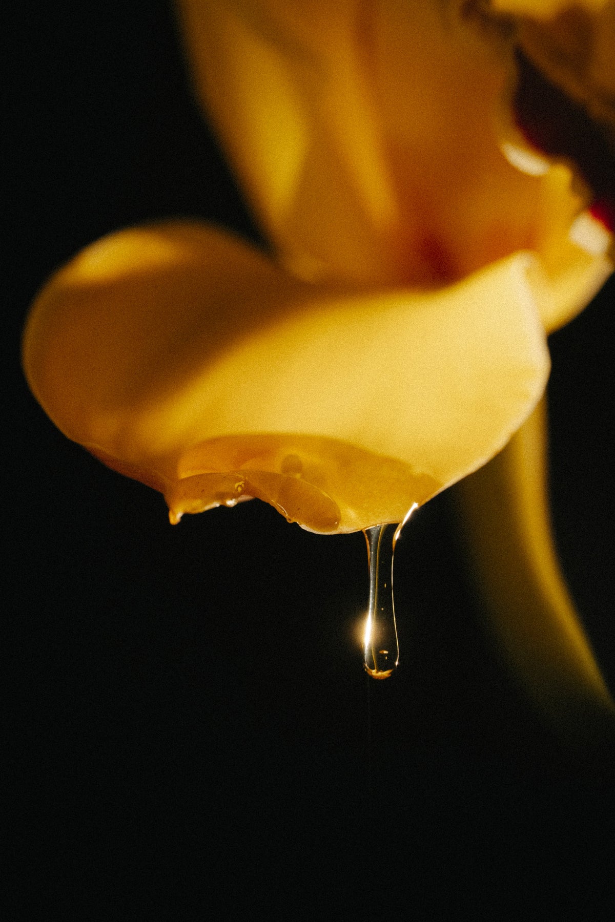 Ambre