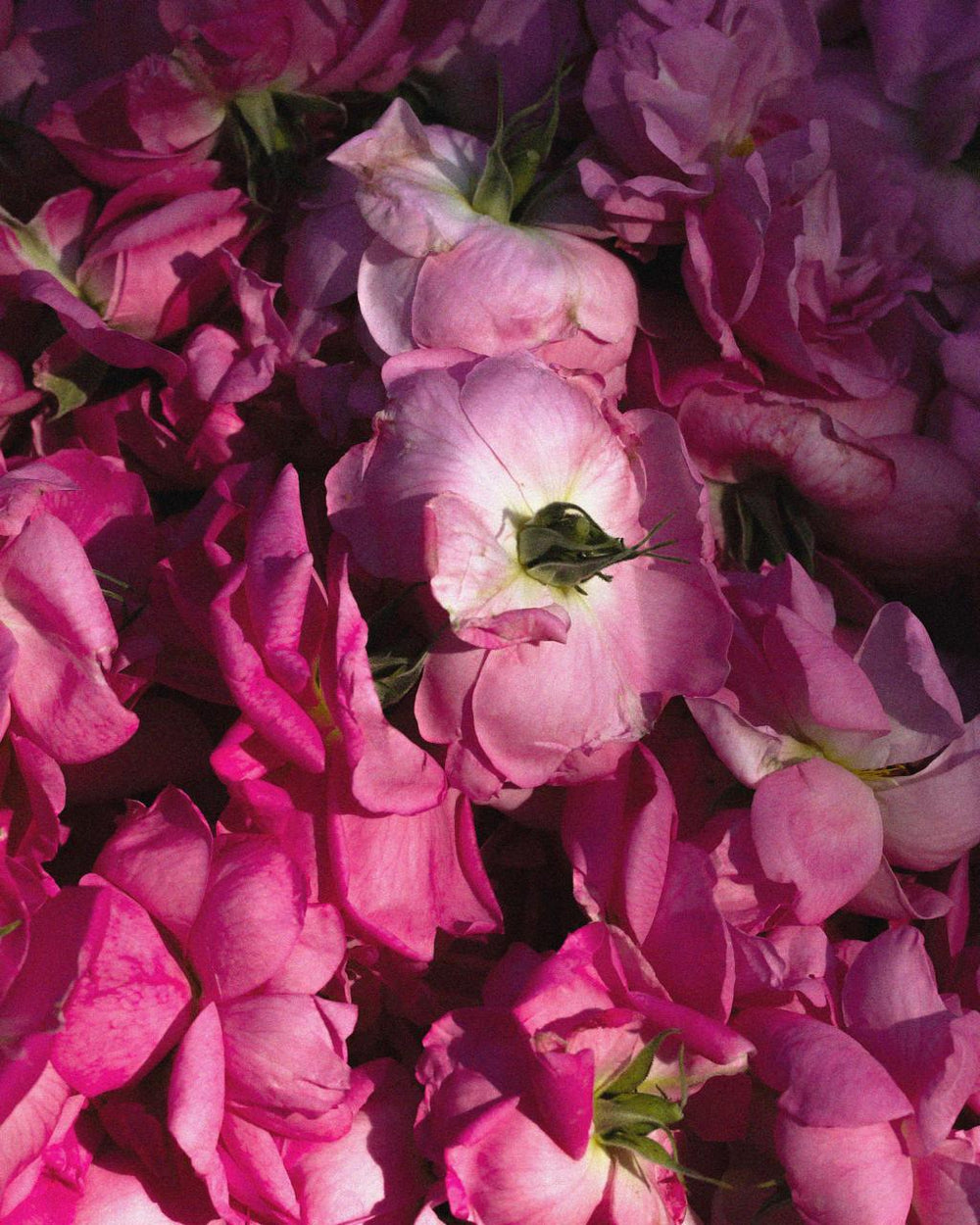 L'Époque Victorienne et le Langage des Fleurs