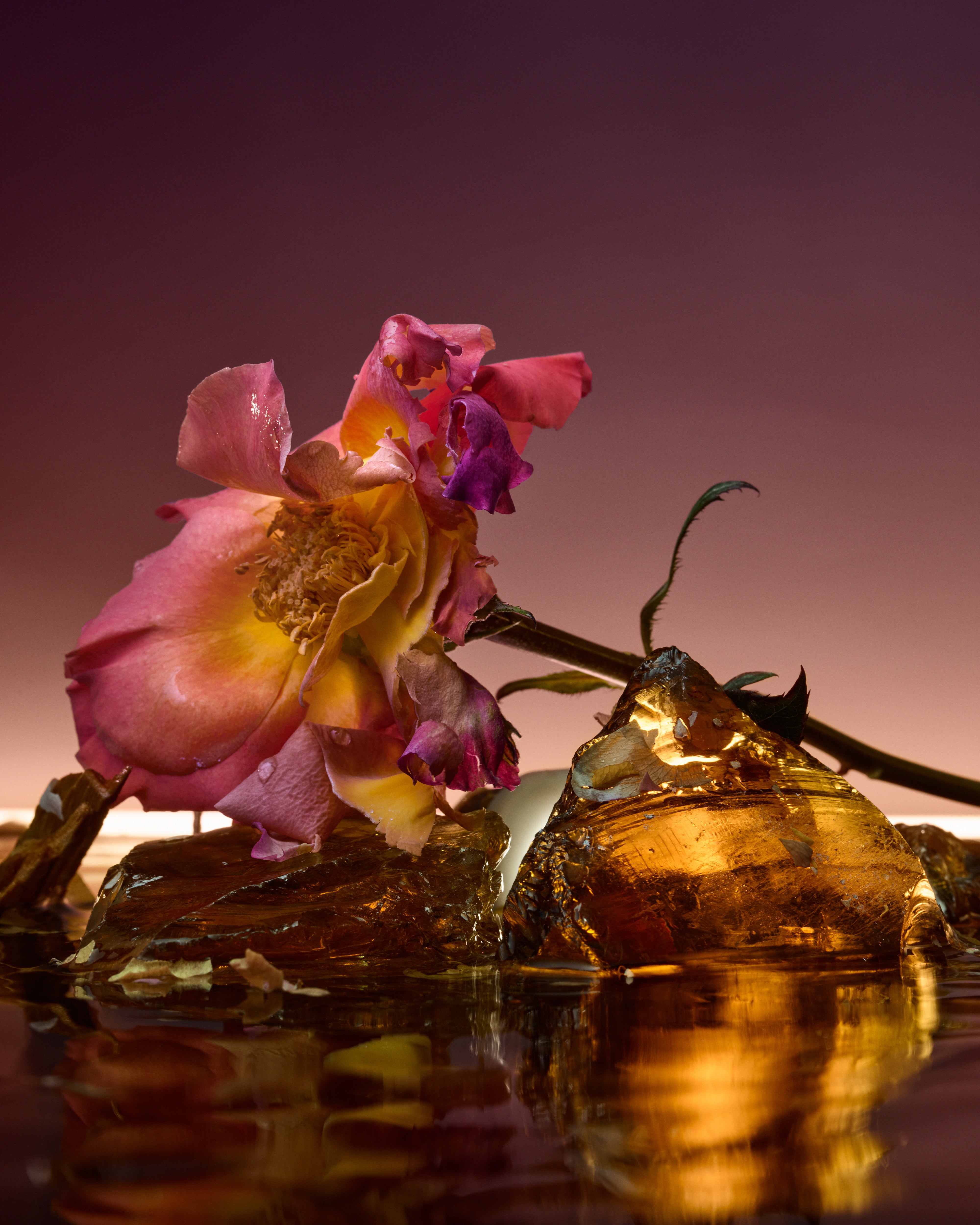 D'ORSAY ROSE BLAZE エクストラクト・ド・パルファム 90ML Rose Blaze Extrait de Parfum | Unisex Floral Fragrance – Maison D